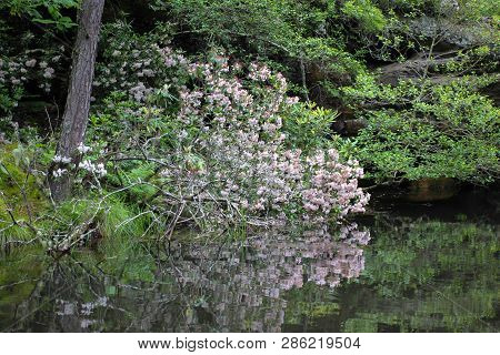 Mountain Laurel. Beautiful Wild Mountain Laurel On A River In The Appalachian Mountains Of Tennessee