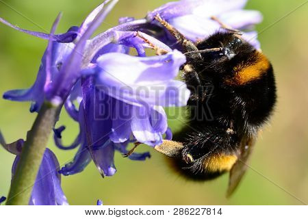 Macro Shot Of A Bumble Bee Pollinating A Bluebell Flower