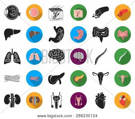 Internal Organs Of A Human Black, Flat Icons In Set Collection For Design. Anatomy And Medicine Vect