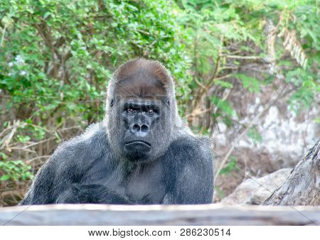 Boring Gorilla Sits Here And Waiting For You