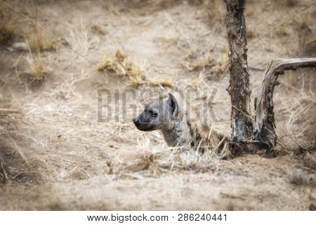 Young spotted hyena emerges from the den in Kruger National Park, South Africa. 