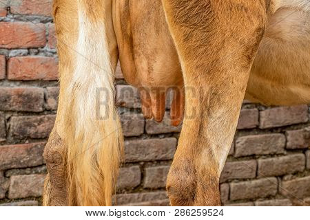 Jersey Cow Udder Close Up View, Breed Cow Udder Full Of Milk