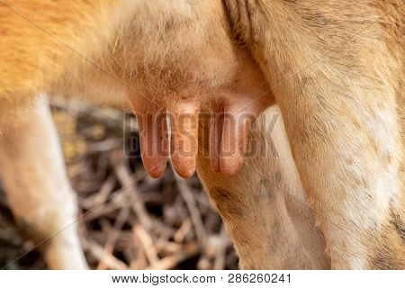 Jersey Cow Udder Close Up View, Breed Cow Udder Full Of Milk