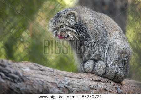 Pallas Cat (otocolobus Manul). Manul Is Living In The Grasslands And Montane Steppes Of Central Asia