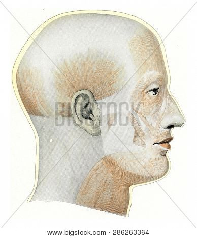 The superficial muscles of the head and neck of a European, vintage engraved illustration. From the Universe and Humanity, 1910.