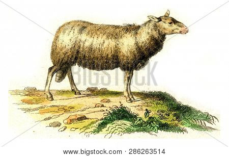 The sheep, vintage engraved illustration. From Buffon Complete Work.