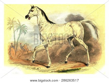 Horse beard, vintage engraved illustration. From Buffon Complete Work.