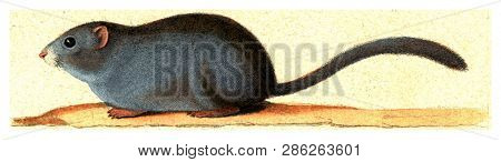 The Muscardin, vintage engraved illustration. From Buffon Complete Work.