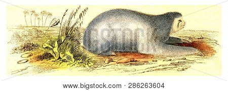 Maned sloth, vintage engraved illustration. From Buffon Complete Work.