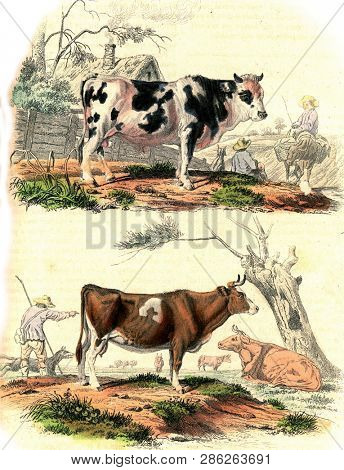 The bull, The cow, vintage engraved illustration. From Buffon Complete Work.