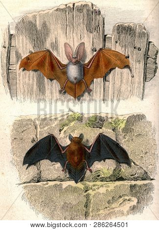 The eared bat, The bat, vintage engraved illustration. From Buffon Complete Work.