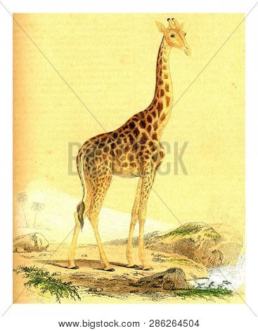 The Giraffe, vintage engraved illustration. From Buffon Complete Work.