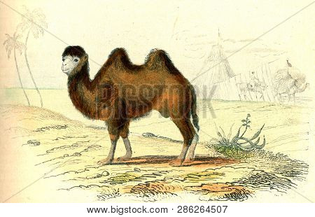 The camel, vintage engraved illustration. From Buffon Complete Work.