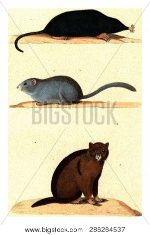 The Mole of Canada, The Muscardin, The Marmot, vintage engraved illustration. From Buffon Complete Work.