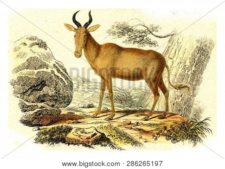 Bubale, vintage engraved illustration. From Buffon Complete Work.
