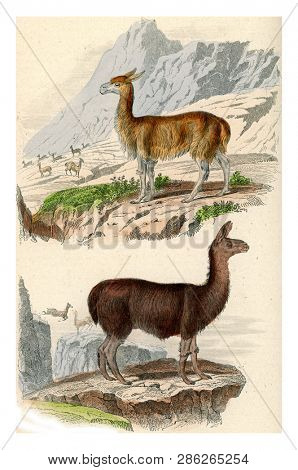 The VicuÃ±a, The llama, vintage engraved illustration. From Buffon Complete Work.