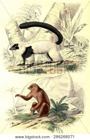 The Vari, The Bengal Loris, vintage engraved illustration. From Buffon Complete Work.