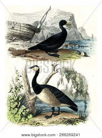 Scoter, Goose, vintage engraved illustration. From Buffon Complete Work.