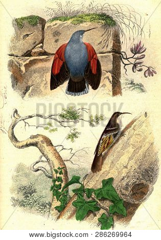 The wall creeper, Creeper, vintage engraved illustration. From Buffon Complete Work.