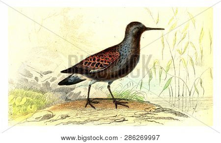 The knot, vintage engraved illustration. From Buffon Complete Work.