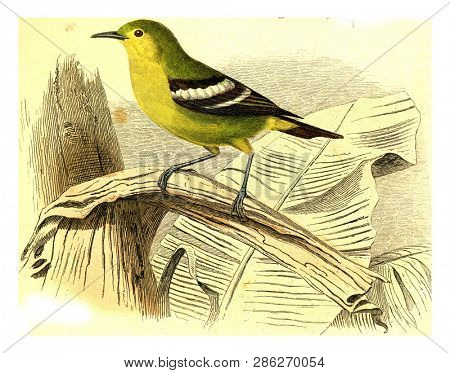 The blue fig, vintage engraved illustration. From Buffon Complete Work.