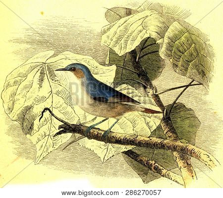 The green and yellow fig, vintage engraved illustration. From Buffon Complete Work.