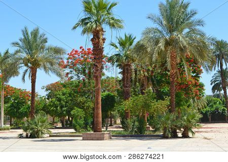 Landscape Gardening With Blooming Flowers In Egypt. Beautiful Garden Of Tropical Plants And Trees In
