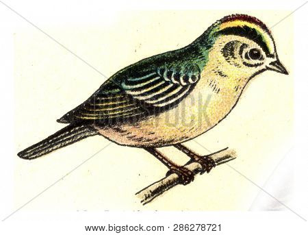 Firecrest, vintage engraved illustration. From Deutch Birds of Europe Atlas.