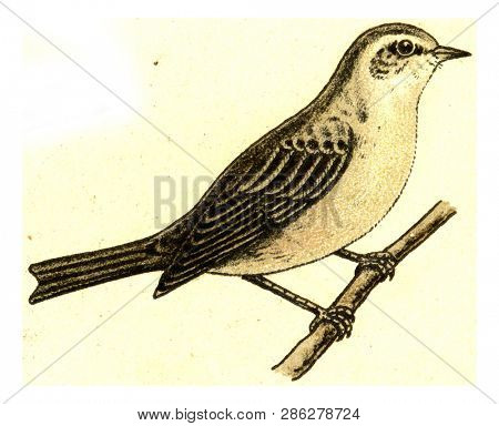Garden Warbler, vintage engraved illustration. From Deutch Birds of Europe Atlas.