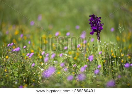 View Of The Anacamptis Morio, The Green-winged Orchid Or Green-veined Orchid