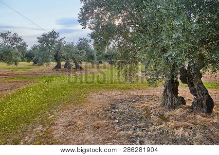 Olive Tree Fields In Andalusia. Spanish Agricultural Harvest Landscape. Jaen