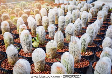 Old Man Cactus Mini In Pots In The Garden Nursery Cactus Farm Agriculture Greenhouse