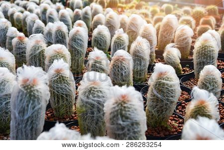 Old Man Cactus Mini In Pots In The Garden Nursery Cactus Farm Agriculture Greenhouse