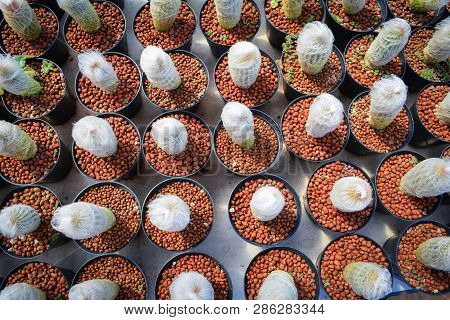 Old Man Cactus Mini In Pots In The Garden Nursery Cactus Farm Agriculture Greenhouse - Top View