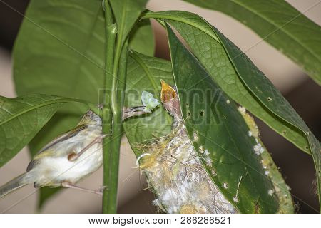 Common Tailor Bird ( Orthotomus Sutorius ) Feeding The Baby Bird In The Nest On The Tree.