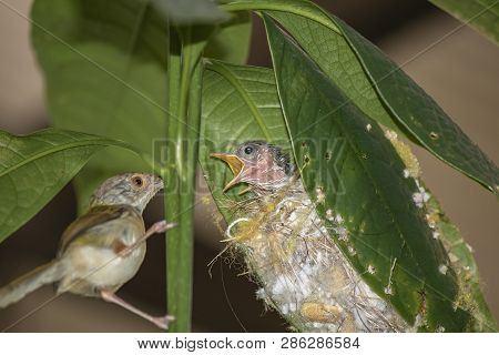 Common Tailor Bird ( Orthotomus Sutorius ) Feeding The Baby Bird.