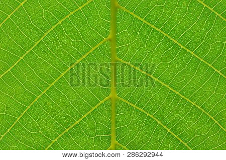 Green Leaf Background. Leaf Texture. Macro Photo. Abstract Nature Background.