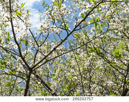 Blue Spring Sky Shines Through The Branches Of Beautiful Flowering White Tsyetov Trees