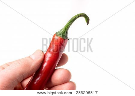 Causasian Hand Holding Chili Pepper Isolated On White Background
