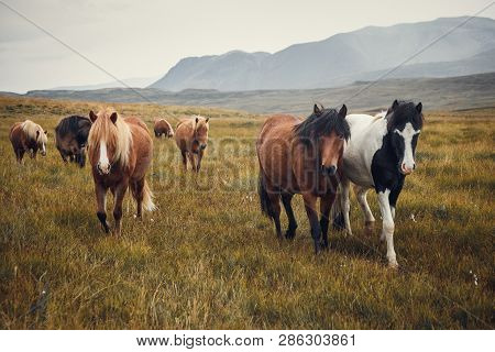 Icelandic Horses In The Fields At The Mountain In Autumn Iceland