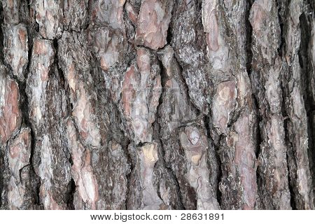 Textura de madera