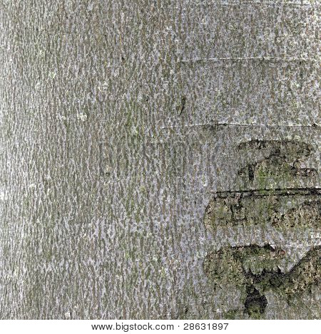 Textura de madera