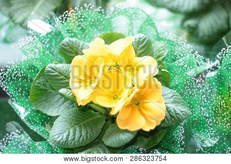 Yellow Primula Primula Elatior - Oxslip Village Garden Primula Flower