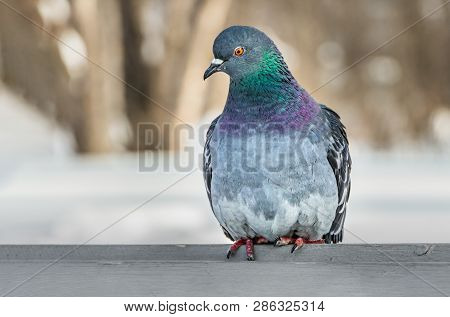 A Gray Pigeon With Rainbow Neck And Bright Eyes Is On A Gray Wooden Bench In The Park In Winter