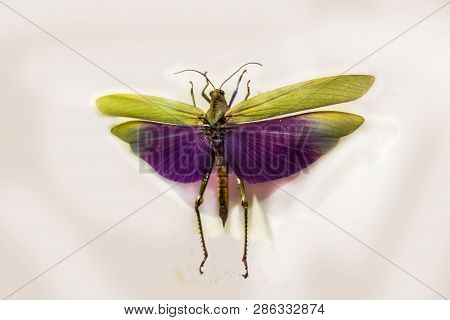 Titanacris Albipes Is A Species Of Grasshopper In The Family Romaleidae. Insect With Spread Wings Is