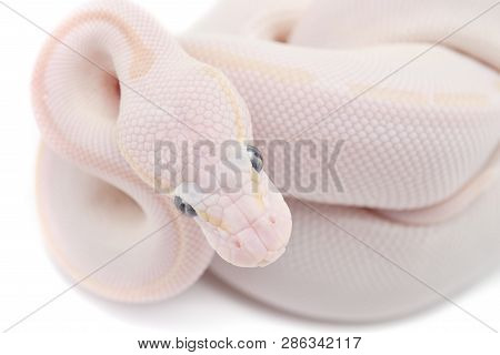 Snake Ball Python Isolated On White Background