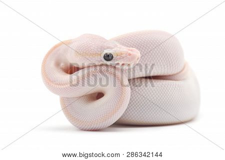 Snake Ball Python Isolated On White Background