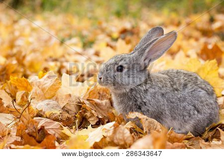 A Grey Rabbit In Yellow Leaves Fall. Autumn Landscape. Grey Fluffy Rabbit