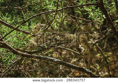 Branches With Lichens On A Dirt Path Through Forest
