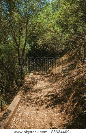 Dirt Path In The Forest Amid Bushes And Trees